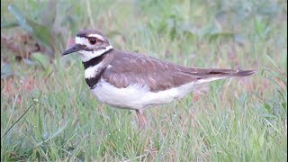 Killdeer call song [upl. by Blanc625]