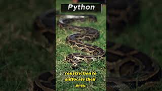 10 interesting facts about python [upl. by Assirrak315]