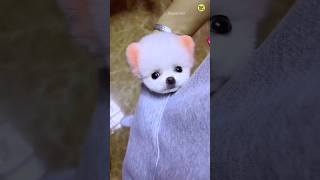 How to order a Pomeranian dog  Lily dog  Pomeranian dog  teacup dog trending shorts viral [upl. by Suivatnad]