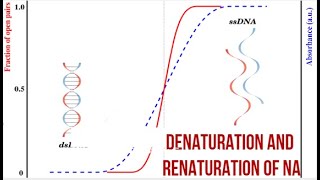 DENATURATION AND RENATURATION OF NA science zoology ssbodisha ssbpreparation pmslifesciences [upl. by Faulkner]