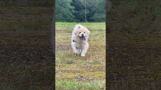 Bella Chow Chow running towards Dad after he hid behind a post [upl. by Siegfried]