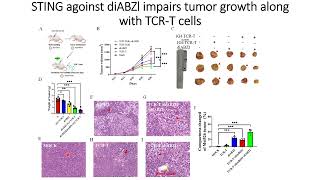 STING agonist DiaBZl along with engineered T cells impairs tumor growth Code 705 [upl. by Ille]