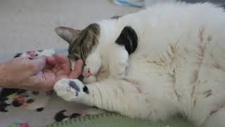 The truth about cat declawing [upl. by Nahsad234]