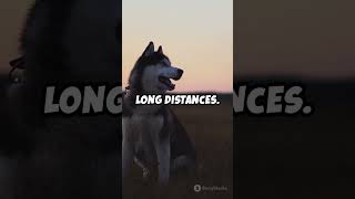 Why Do Siberian Huskies Howl 🐺 [upl. by Mecke]