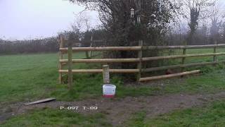 Pheasant feeding on seed  with subtle cooing sounds [upl. by Asila]