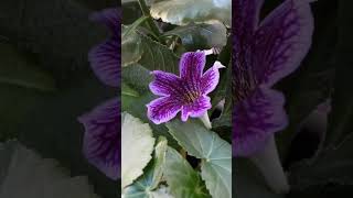 streptocarpus 💜 стрептокарпус houseplants [upl. by Ingar]