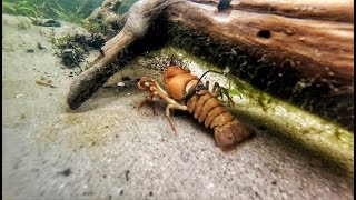 Fishing with LIVE CRAWFISH [upl. by Nelyk]