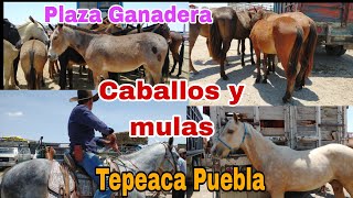 Plaza Ganadera Tepeaca caballos y mulas buen precio [upl. by Adnalahs]