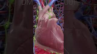 The pericardium heart 3D animation healthcare anatomy3danimation meded 3dmodel dmlt lab3d [upl. by Meensat]