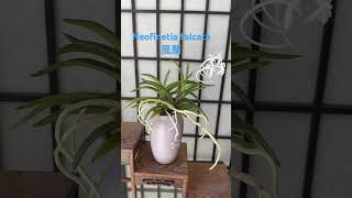 Neofinetia falcata 風蘭 [upl. by Alioz]