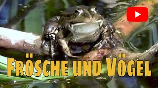 📢 Froschgeräusche  Frösche quaken im Mai 2023  Frosch Geräusch [upl. by Hellah671]