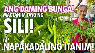 ANG DAMING SILI PAANO NGA BA ITO ITINATANIM Sili Planting Tutorial  Haydees Garden [upl. by Odlavu]