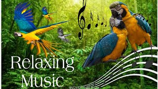 Beautiful Parrots 🦜 Relaxing music [upl. by Flavia]