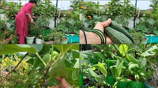 Tour of Terrace garden Vegetables n fruiting plants  Harvesting  Growbags [upl. by Yarvis127]