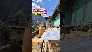 Pastoral Life of Nepal new video 😱🇳🇵 [upl. by Narton496]