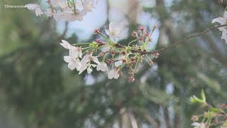 Cherry Blossom Festival underway at Virginia Beachs Red Wing Park [upl. by Swain145]