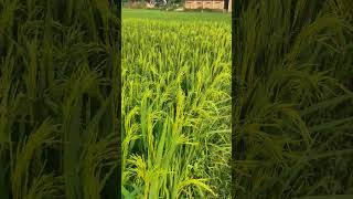 Kaveri 468 hybrid paddy seeds [upl. by Yul]