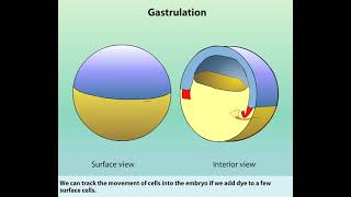 Gastrulation  Blastocoel  Blastula [upl. by Roxy]