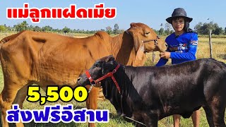 18 พย67 วัวสำหรับเกษตรกร แม่ลูกสาว 14500 สาวน้อยเริ่มที่ 5500 แถมส่งฟรี [upl. by Odlanyer]