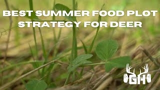 Whitetail Strategy  Best Summer Foodplot For Deer  GUNNAR HANSON [upl. by Banebrudge]