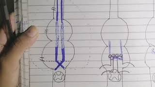 Internal structure of medullapart 1 neuroanatomy [upl. by Coppola516]