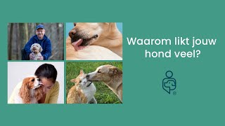 Mijn hond likt veel Wat kan ik doen [upl. by Jammin21]