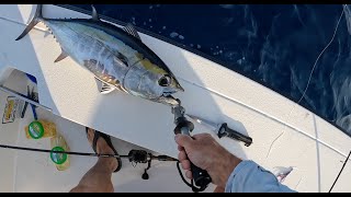 Blackfin Tuna on a Flats Boat Redfisher 16 [upl. by Sydel877]