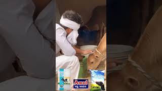 AMUL CATTLE FEED Jivan calf starter contact 9960080596 [upl. by Chrotoem931]