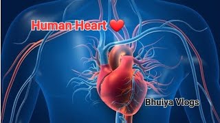 How human heart workhealthylifestyle healthy health [upl. by Retsev]