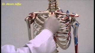 Osteology of thoracic cage Sternum [upl. by Aikahs804]