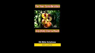 July Kim Elberta Of All The Elberta Peaches This is One Of The Best For Your Consideration 2024 [upl. by Ardek]