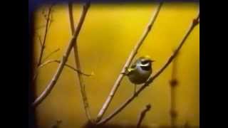 Golden winged Warbler in Kent February 1989 [upl. by Juakn]