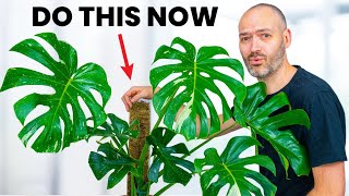 Set Up Your Monstera For Success [upl. by Bellanca]