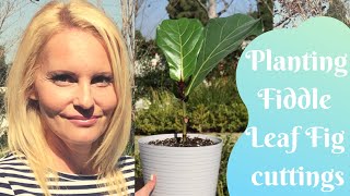 FIDDLE Leaf FIG Propagation planting FICUS Lyrata TREE cuttings with MOODY BLOOMS [upl. by Nebur]