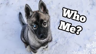 The Story of Eleanor the Husky Puppy [upl. by Fronnia]