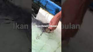 Wujud Dari Ikan Dewa Cibulan [upl. by Monro]