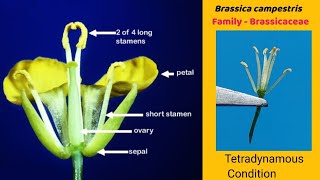 Brassica campestris  Dissection of Mustard flower  Family Cruciferae  Family Brassicaceae [upl. by Hyacinth]