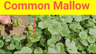 What is common mallowwhat are the benefits of a common mallowin urduhindi [upl. by Parlin]