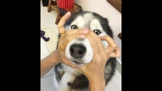 Best Dog Snoot Challenge Compilation You Must See  FUNNY DOGS VIDEO [upl. by Puiia]