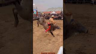 JARIPEO EXTREMO MONTA DRAMÁTICA PARA CHAPARRO DE NAYARIT😱😱🔥 jaripeo shorts [upl. by Rhianon492]