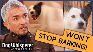 Pup Whos Been Barking for 6 Years  Full Episode  S9 Ep3  Dog Whisperer With Cesar Millan [upl. by Francklyn]