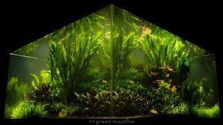 Natures Chaos Transformed into a Jungle Aquascape by James Findley [upl. by Irrol592]