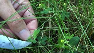 Distinctions Between Black Medic and Lesser Trefoil [upl. by Yelsa859]