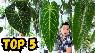 😮 TOP 5 FAVOURITE PLANTS  🌱 Queen Anthurium Regale King Monstera Thai Monstera Burle Marx Flame [upl. by Hammond611]