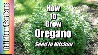 How to Grow Oregano Seed to Kitchen Super Easy to Grow and Delish [upl. by Paff]