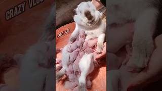 Rabbit feeding baby 🍼 feeding rabbit crazyvlog shorts short [upl. by Sharia]