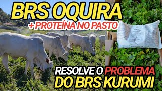 Brs oquira mais proteína pro pasto consórcio com Brs kurumi como plantar [upl. by Stoat]