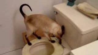 A Siamese Cat Using Toilet [upl. by Nnayelsel]