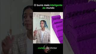 Um burro inteligente cortes comedia humor shortvideo viralvideo viralshorts memes [upl. by Briana]