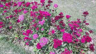 Flower Exhibition  Dept Of Land amp Gardens  Gulistan E Sir Syed  Aligarh Muslim University [upl. by Alleon]